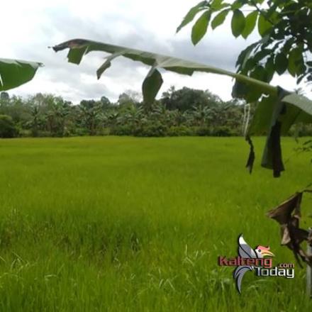 Album : Panorama Desa